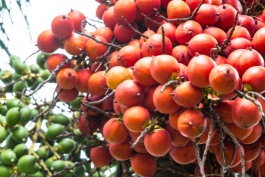 Samarth Bio Tech POP Arecanut