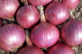 Samarth Bio Tech POP Onion