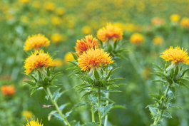 Samarth Bio Tech POP Safflower