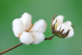 Samarth Bio Tech POP Cotton