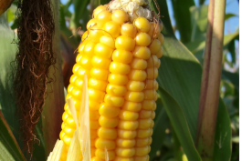 Samarth Bio Tech POP Maize